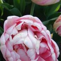 Tulipa double hative 'Peach Blossom' PB 13